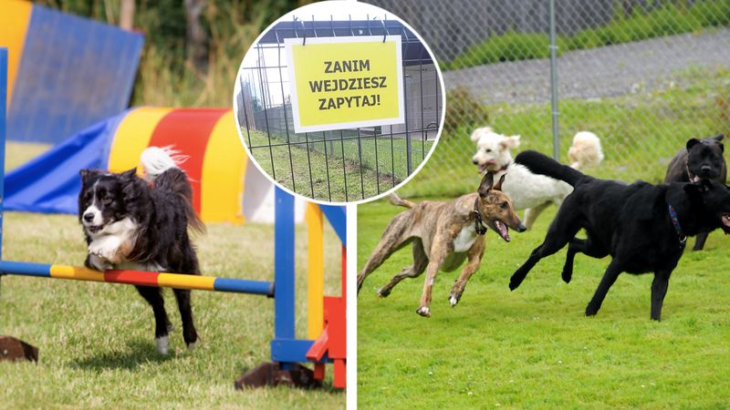 Wybieg dla psów – zasady, których należy przestrzegać w psim parku