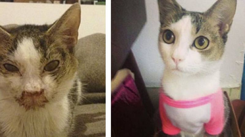 30 zdjęć kotów przed i po adopcji. Miłość zmieniła je nie do poznania