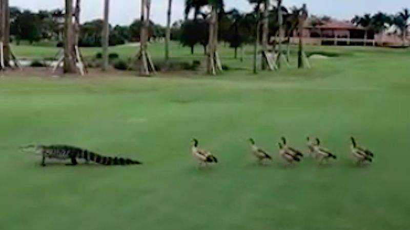 Przez środek pola golfowego przechadzał się aligator, a tuż za nim wędrowały dzikie kaczki