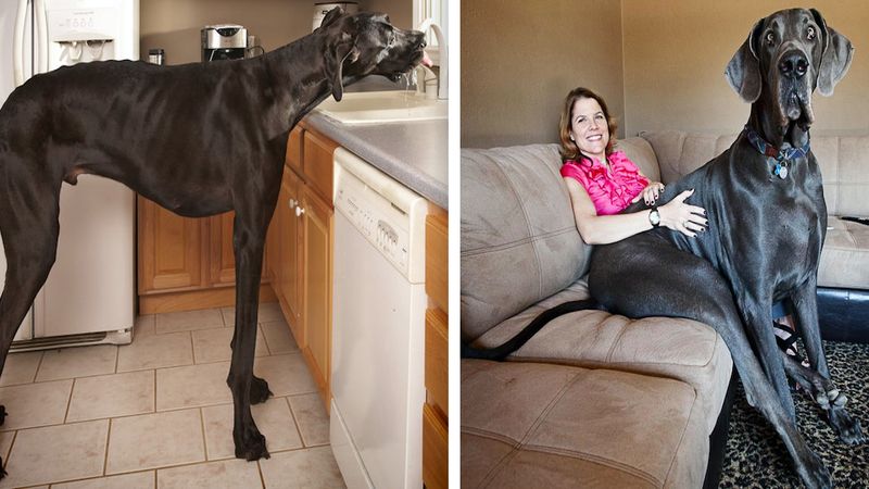 DOG NIEMIECKI – największy pies świata. Jego rozmiar jest imponujący!