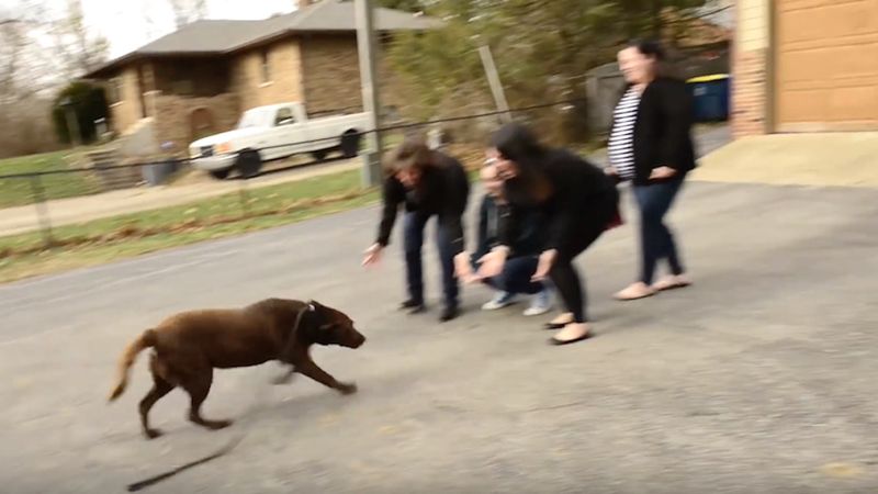 Po 5 latach labrador ponownie ujrzał swoją rodzinę. Spotkanie, które wzrusza do łez