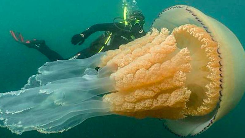 Nagrała niesamowite spotkanie z gigantyczną meduzą. Wow!