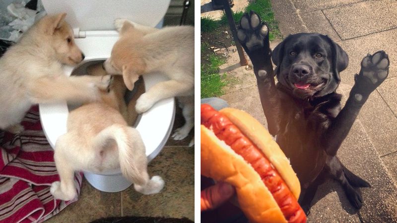 22 zdjęcia psów, które rozśmieszą nawet największego gbura