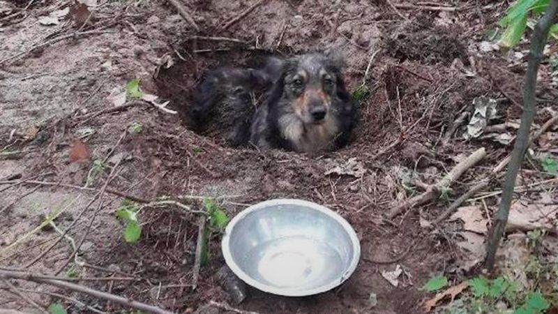 Odnaleziono mężczyznę, który zakopał psa żywcem. Jego tłumaczenia były absurdalne
