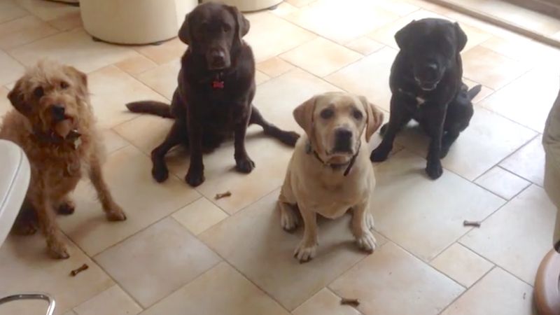 Cztery psy i ich mistrzowski sposób zjadania przysmaków. Ale mądrale!