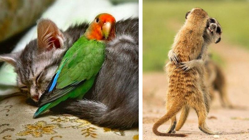 20 zdjęć udowadniających, że zwierzaki nie mogą żyć bez miłości
