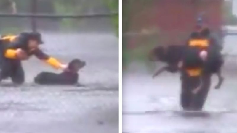 Reporterka przerywa transmisję na żywo, aby pomóc uratować psa przed utonięciem