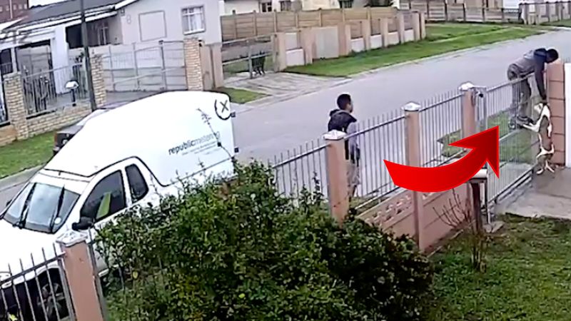 [Wideo] W biały dzień próbował ukraść pit bulla z podwórka