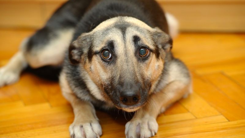 5 niepokojących sygnałów, które świadczą, że twój pies został skrzywdzony