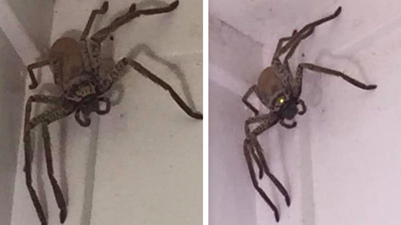Prawie dostała zawału, gdy do jej domu przedostał się super-gigantyczny pająk