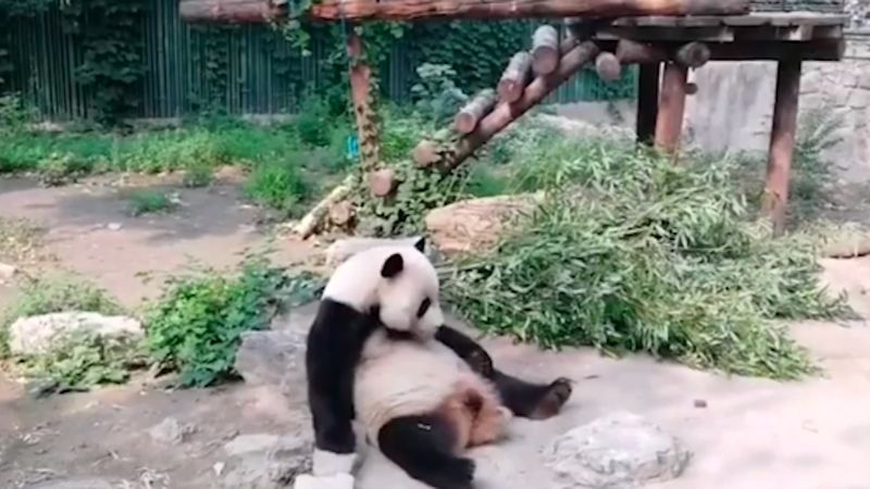 Turyści z ZOO nagrali, jak rzucają kamieniami w pandę. Chcieli, żeby zwierzak się ruszył
