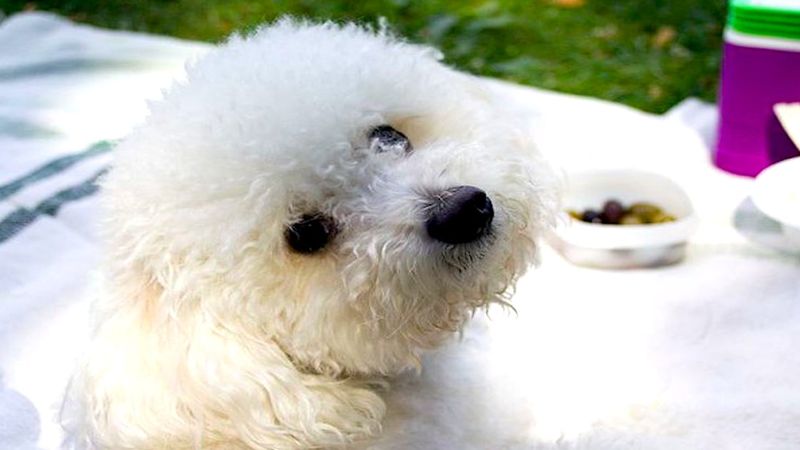 Bolończyk pies od A do Z, czyli wszystko co warto wiedzieć o rasie