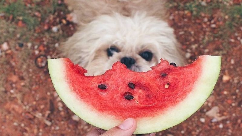 Czy pies może jeść arbuza?