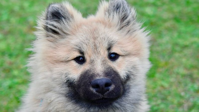 Eurasier od A do Z, czyli wszystko co warto wiedzieć o rasie