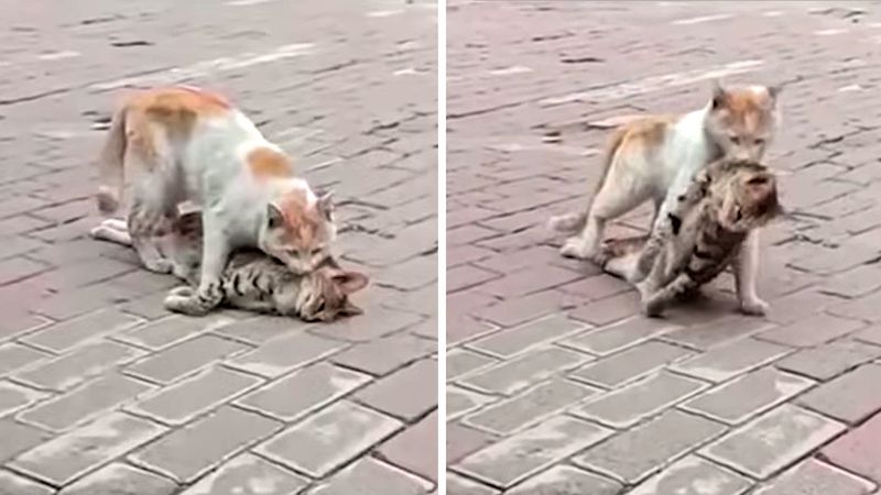 Kot ciągnie ciało swojego martwego przyjaciela i desperacko szuka pomocy