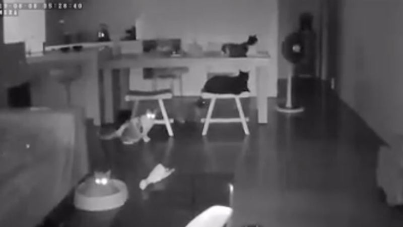 Kamera ukazała, jak koty zareagowały na niespodziewane trzęsienie ziemi