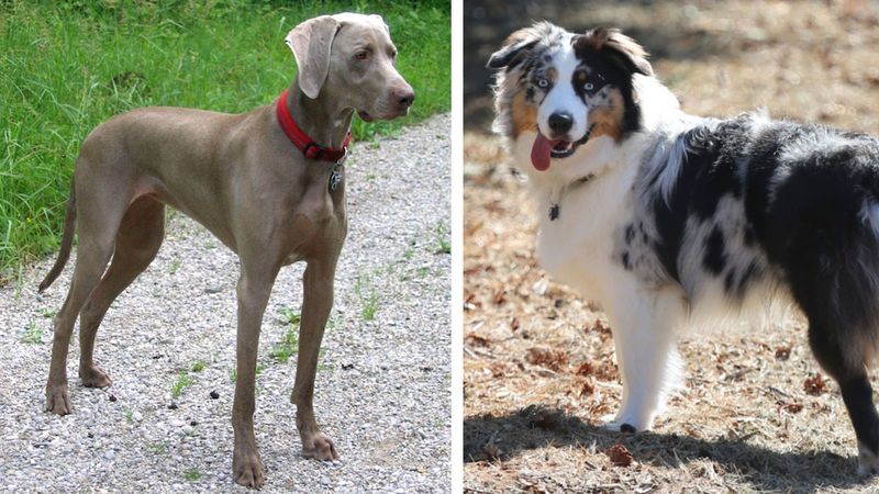 12 pozornie zwykłych ras psów, nad których adopcją powinieneś zastanowić się dwa razy