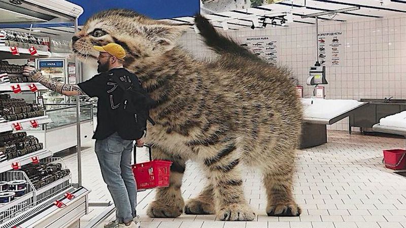 Właśnie tak wyglądałby świat, gdyby koty były znacznie większe niż w rzeczywistości