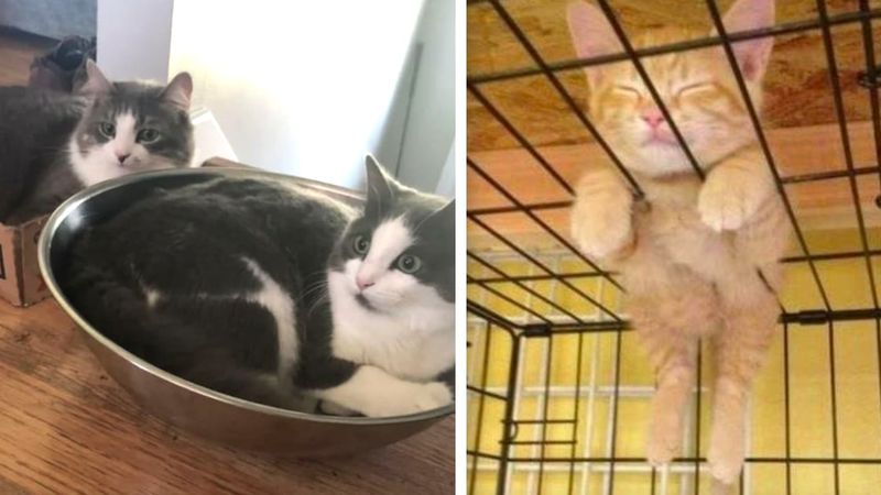 15 zdjęć, które udowadniają, że posłania dla kotów nie mają żadnego sensu