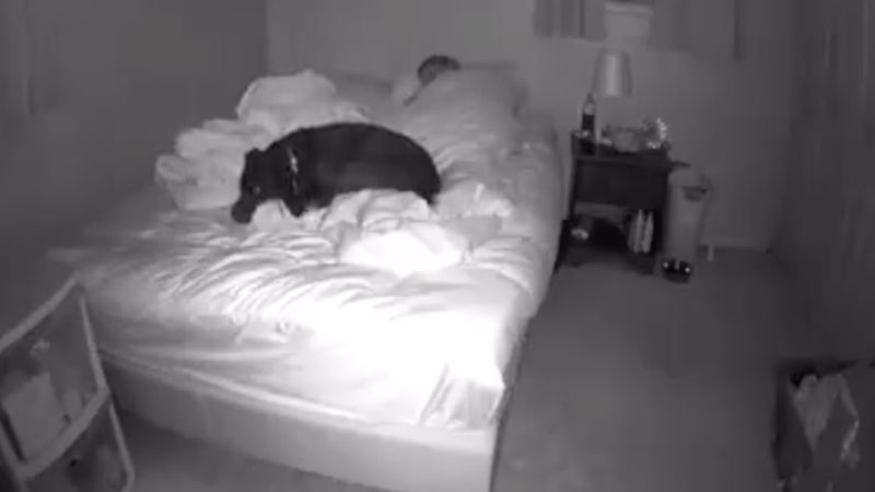 Kamera w pokoju uchwyciła, jak jej pies śpi w nocy