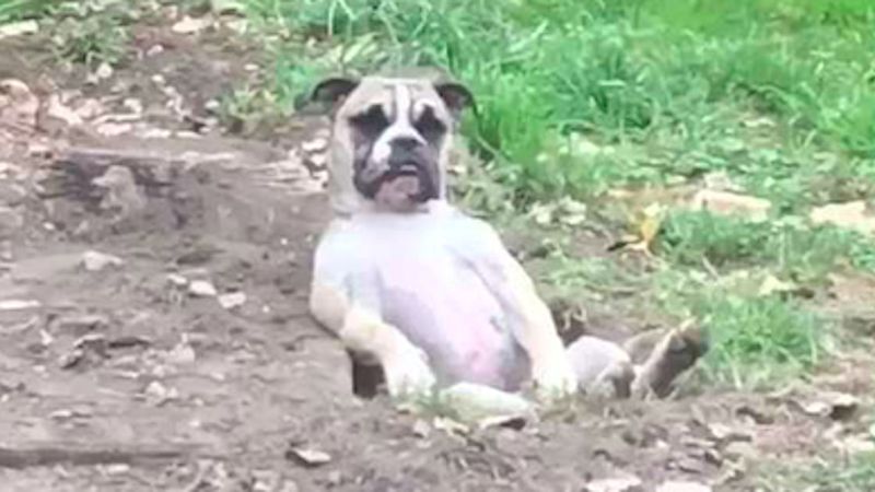 Zabawny pies zasnął w wykopanej dziurze – filmik z jego udziałem stał się prawdziwym hitem