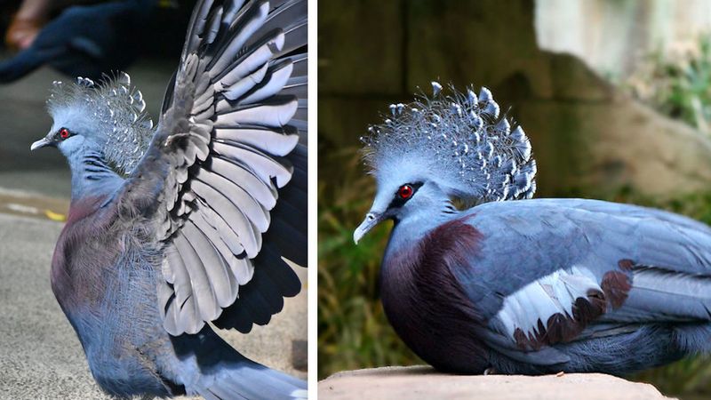 Ten gołąb został okrzyknięty jedynym z najpiękniejszych ptaków świata. Zachwyca swoim wyglądem