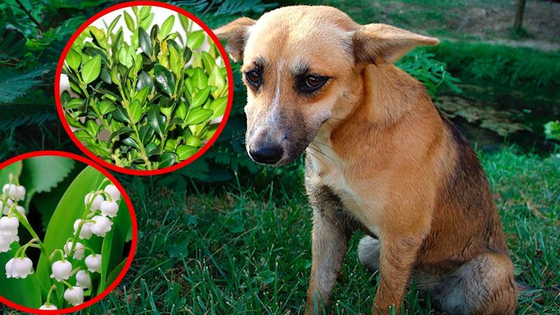 Rośliny trujące dla psa – te rośliny mogą zaszkodzić twojemu pupilowi!