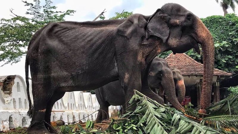 Do sieci trafiły szokujące zdjęcia słonicy. Jej widok przeraża