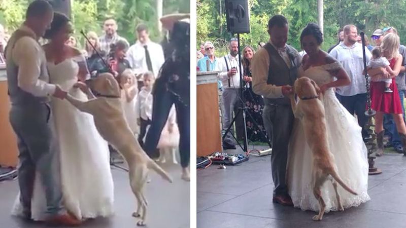 Uroczy pies niespodziewanie dołącza do pierwszego tańca swoich właścicieli