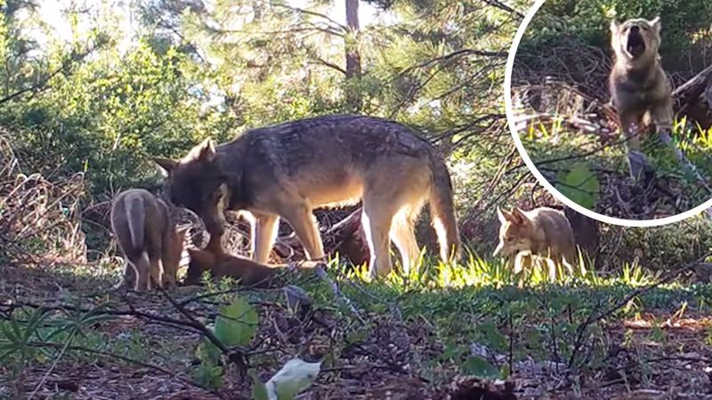 Wspaniała wiadomość z Kalifornii – jedyne tamtejsze stado wilków wydało na świat trzy młode