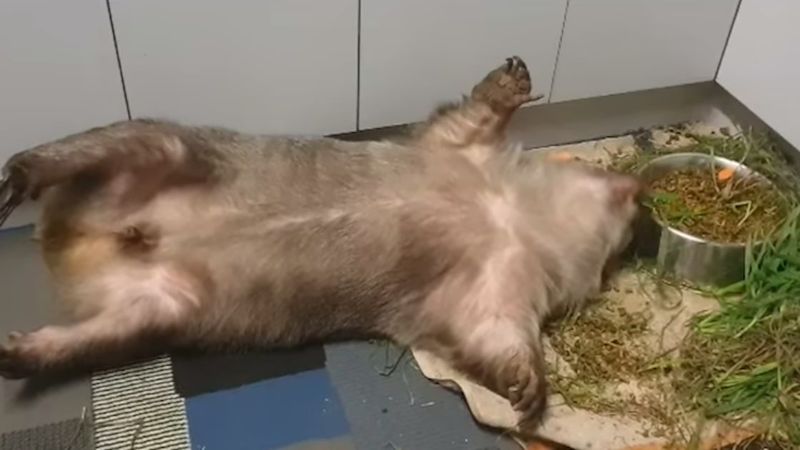 Leniwy wombat znalazł najlepszy sposób na jedzenie obiadu. Wideo z jego udziałem robi furorę