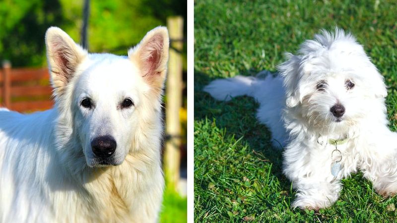 11 najpiękniejszych ras psów o białym umaszczeniu