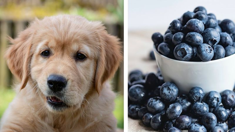 Czy pies może jeść borówki?