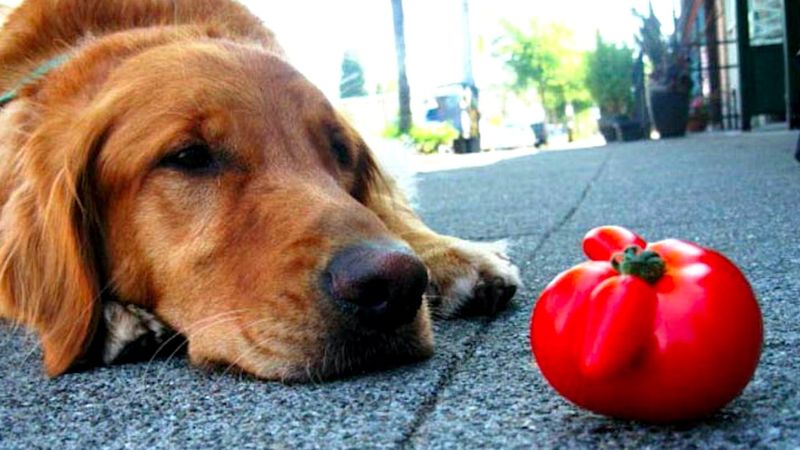 Czy pies może jeść pomidory?
