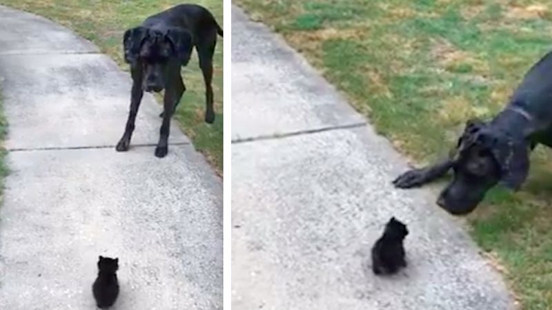 Ogromy dog spotyka maleńkiego kotka. Jego reakcja… aż można się popłakać