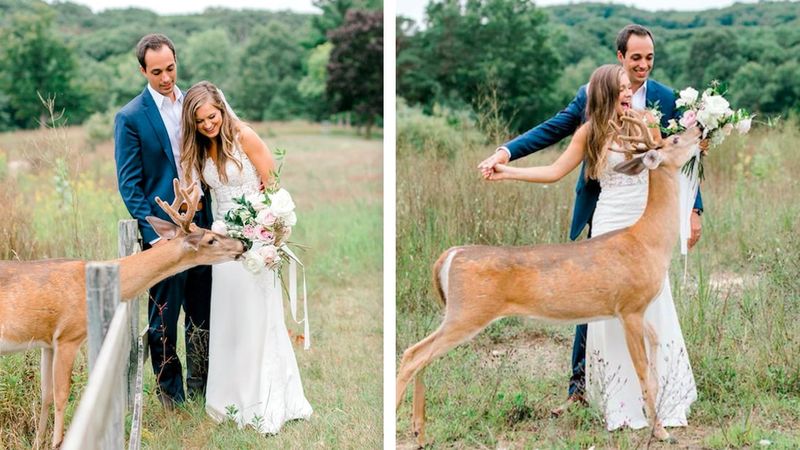 Ciekawski jeleń wprosił się na ich sesję ślubną. Zdjęcia okazały się być epickie