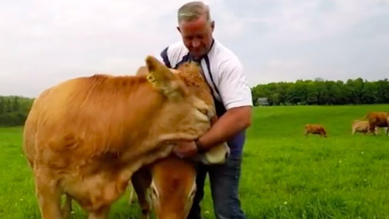 W sieci ukazało się urocze wideo, które pokazuje, jak wspaniałymi zwierzętami są krowy