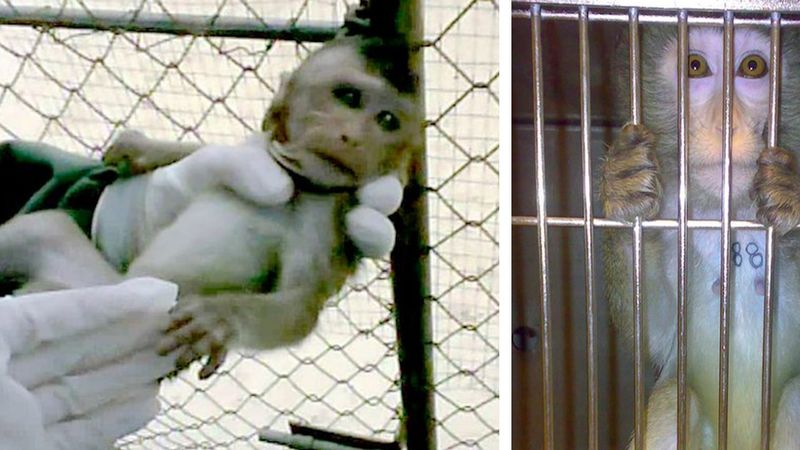 Do sieci wypłynął filmik ukazujący, w jaki sposób traktowane są małpki laboratoryjne w Holandii