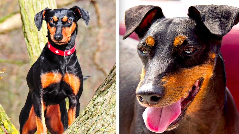 Manchester terrier (black and tan terrier) od A do Z, czyli wszystko co warto wiedzieć o rasie