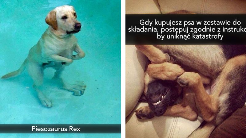 25 zabawnych zdjęć psów ze Snapchata, na widok których, popłaczesz się ze śmiechu