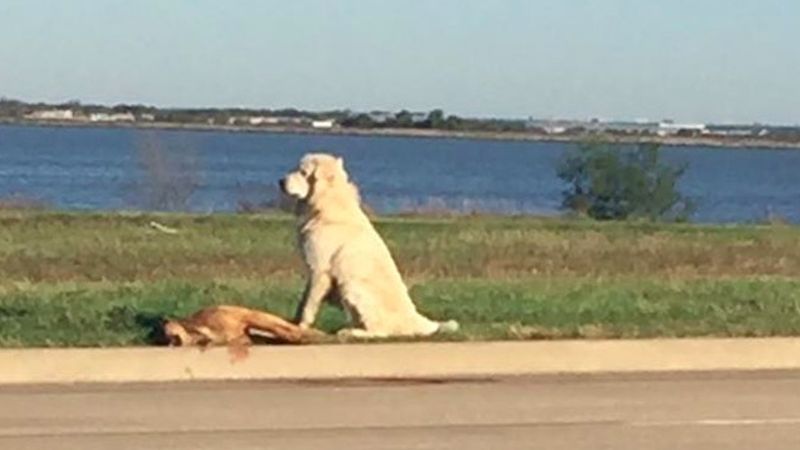 Pies wiernie czuwa u boku przyjaciela, który umiera na poboczu. Czworonogi zauważył kierowca
