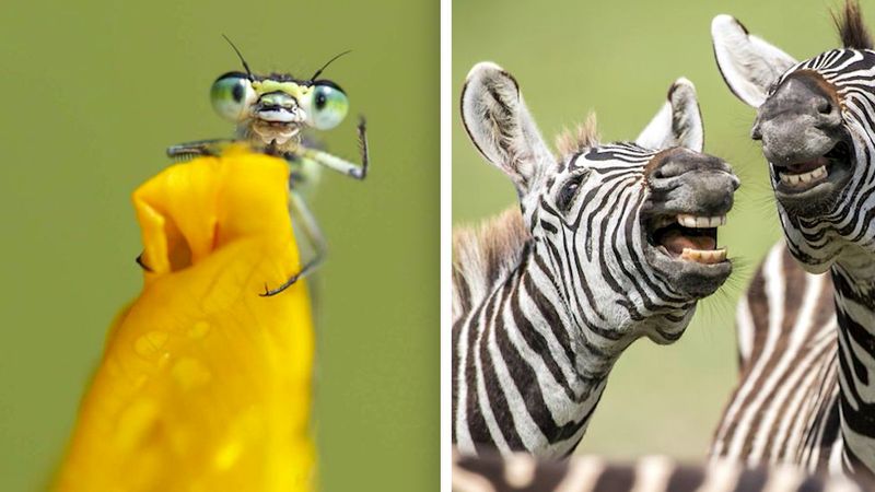 22 zdjęcia dzikich zwierząt, które rozbawią cię do rozpuku
