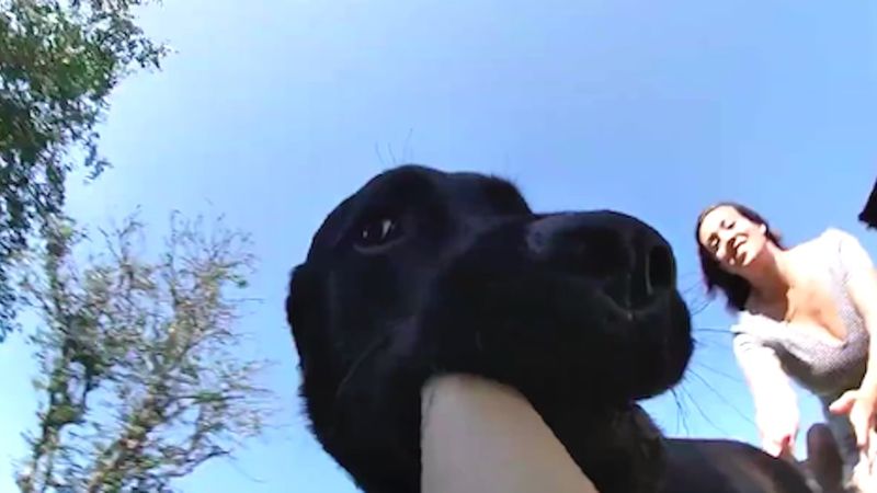 Pies kradnie kamerkę GoPro swojej mamy. Nagrany przez niego filmik jest przezabawny