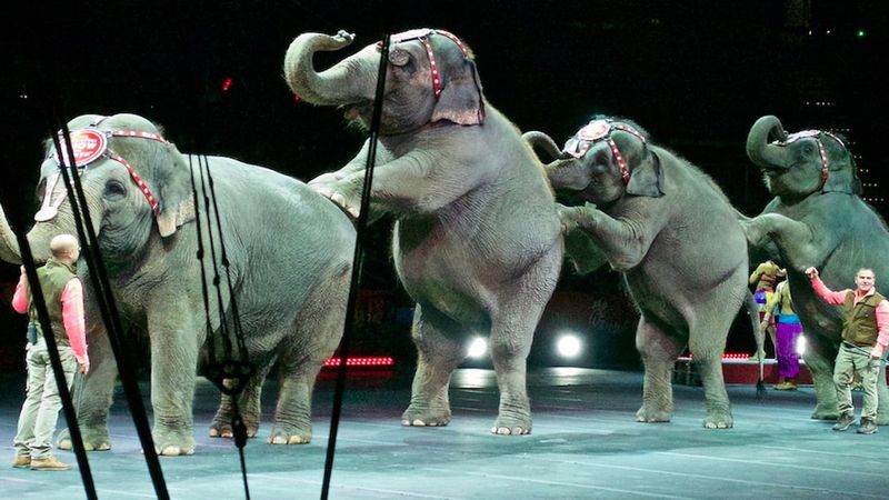 Duński rząd wykupił cztery ostatnie słonie cyrkowe w kraju. Zapłacił za to ponad 6 mln zł