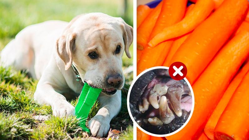 Oto najlepsze produkty na zdrową jamę ustną psa – polecają je weterynarze