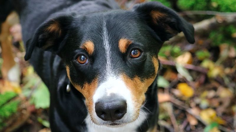 Appenzeller (pies górski z Appenzell) od A do Z, czyli wszystko co warto wiedzieć o rasie