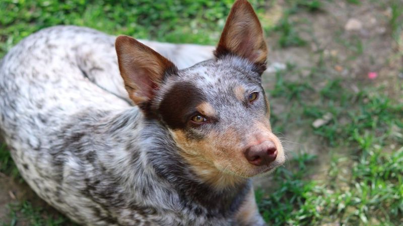 Australian cattle dog