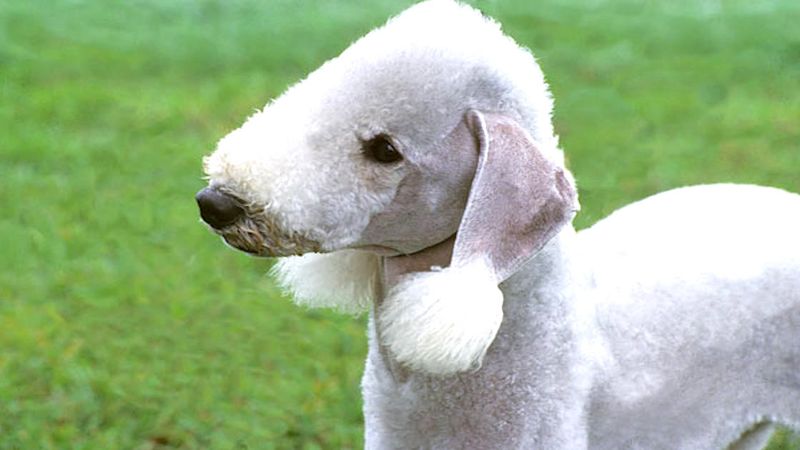 Bedlington terrier (rothbury terrier) od A do Z, czyli wszystko co warto wiedzieć o rasie