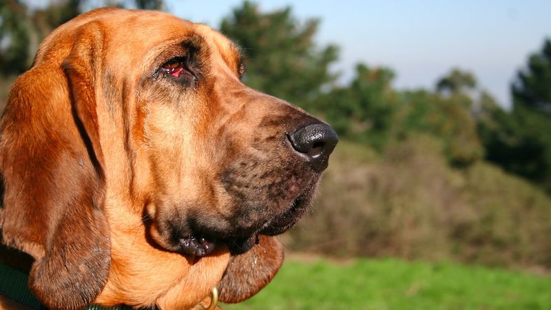 Bloodhound (pies św. Huberta) od A do Z, czyli wszystko co warto wiedzieć o rasie