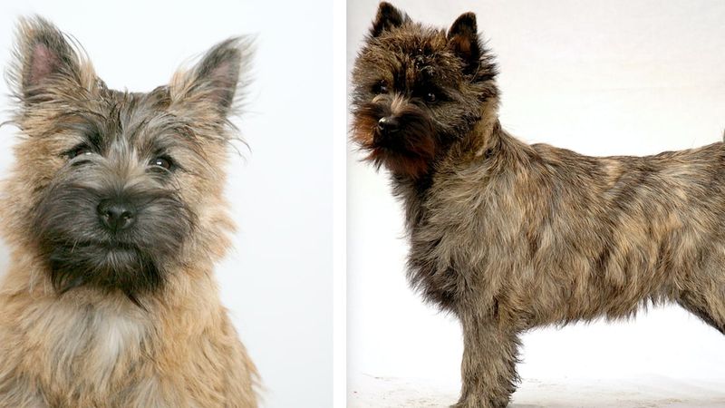 Cairn terrier od A do Z, czyli wszystko co warto wiedzieć o rasie